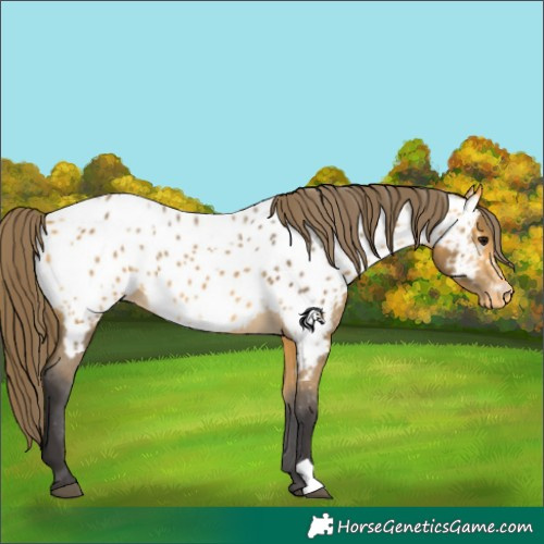 Horse Color:Buckskin Appaloosa