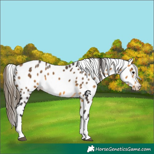 Horse Color:Buckskin Appaloosa