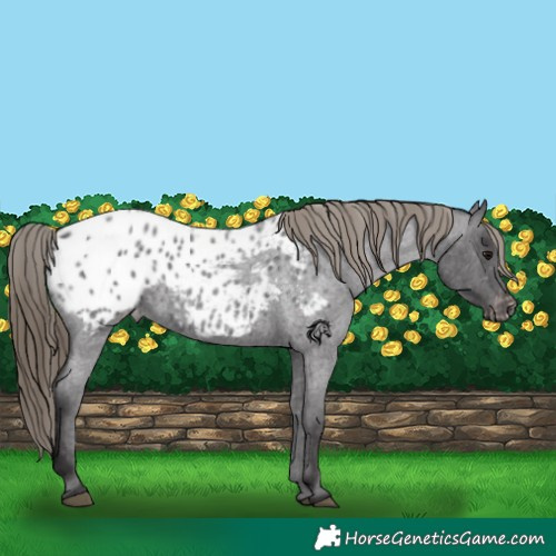 Horse Color:Smoky Blue Roan Appaloosa