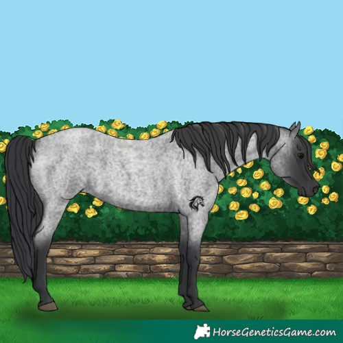Horse Color:Blue Roan 