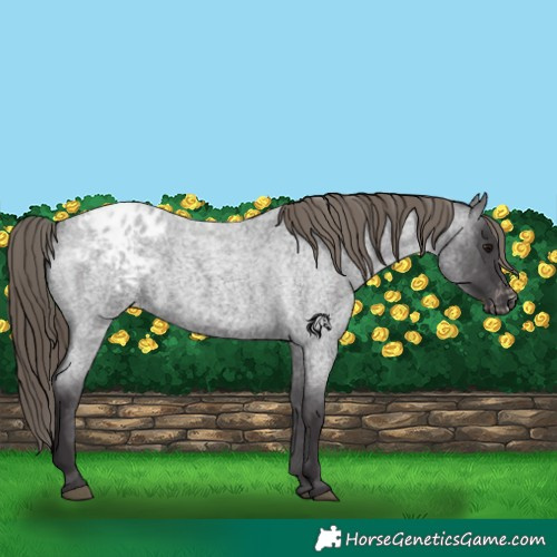 Horse Color:Smoky Blue Roan Appaloosa 