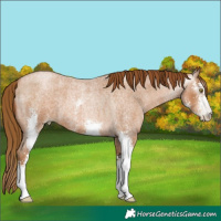 Horse Color:Gray Red Roan Pearl Sabino 