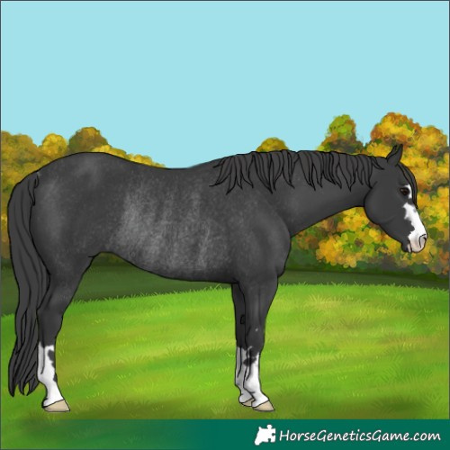 Horse Color:Black Rabicano 