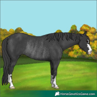 Horse Color:Black Rabicano