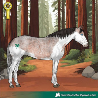 Horse Color:Brown Roan Splash 