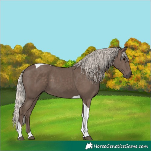 Horse Color:Silver Black Tobiano 