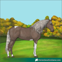 Horse Color:Silver Black Tobiano 