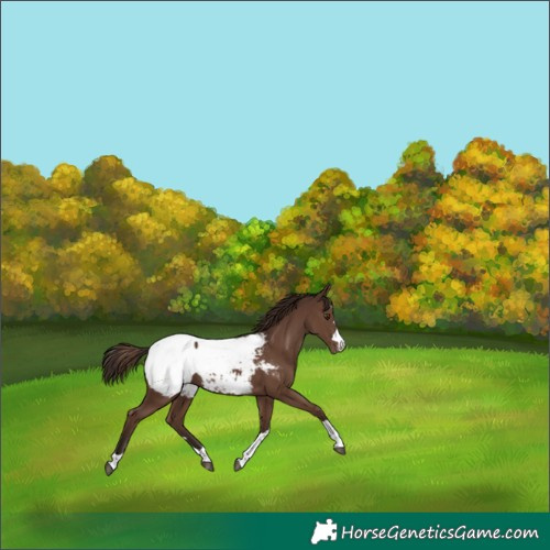 Horse Color:Liver Chestnut Appaloosa 