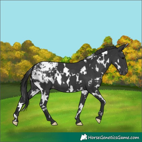 Horse Color:White Spotted Black Appaloosa 