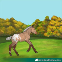 Horse Color:White Spotted Silver Bay Dun Appaloosa 