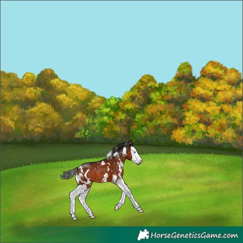 Horse Color:Gray White Spotted Bay Splash 