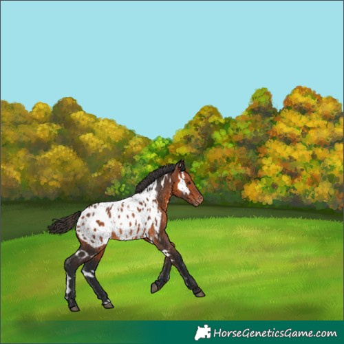 Horse Color:White Spotted Bay Appaloosa 