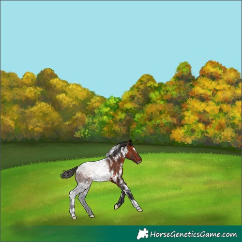 Horse Color:White Spotted Bay Rabicano 