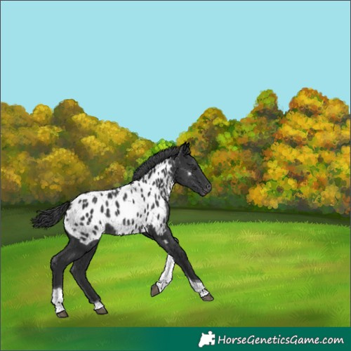 Horse Color:Black Tobiano Appaloosa Rabicano 