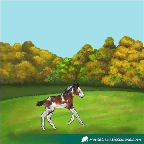 Horse Color:White Spotted Bay Splash Frame 