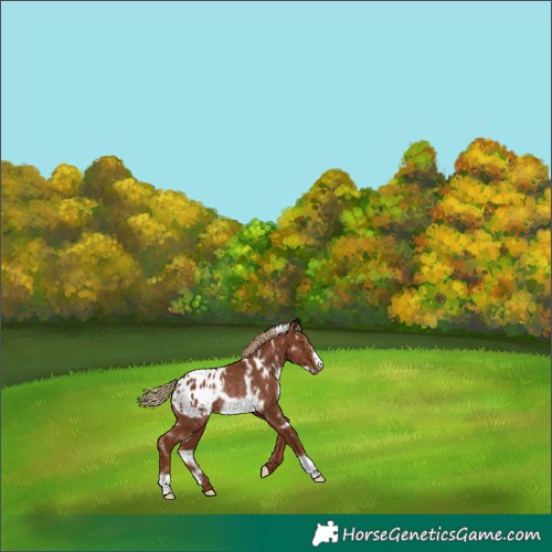 Horse Color:White Spotted Chestnut Frame Appaloosa Rabicano 