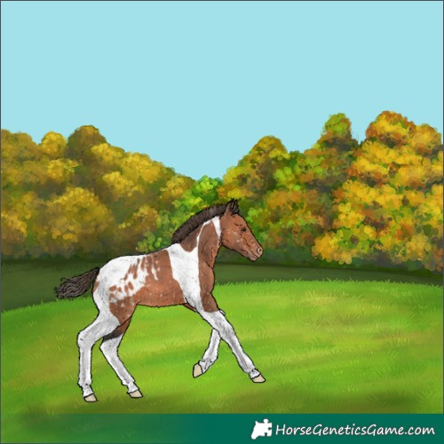 Horse Color:Bay Tobiano Blanket