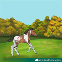 Horse Color:Bay Tobiano Appaloosa 