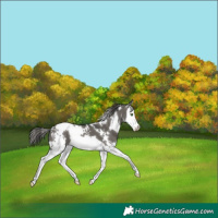 Horse Color:White Spotted Grullo Splash Appaloosa 