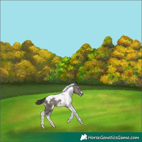 Horse Color:White Spotted Grullo Tobiano Frame Appaloosa Rabicano 