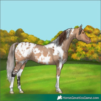 Horse Color:White Spotted Bay Dun Appaloosa 