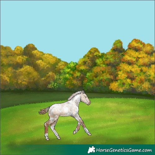 Horse Color:White Spotted Red Dun Appaloosa 