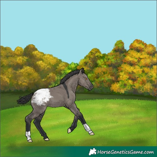 Horse Color:Grullo Snowcap 