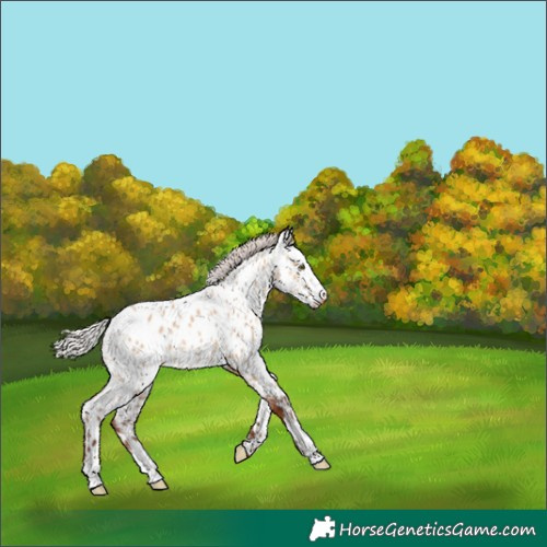 Horse Color:White Spotted Silver Bay Dun Appaloosa 
