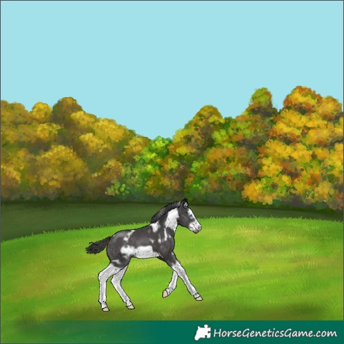 Horse Color:White Spotted Black Splash Frame 