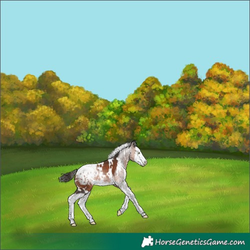 Horse Color:White Spotted Bay Splash Appaloosa 
