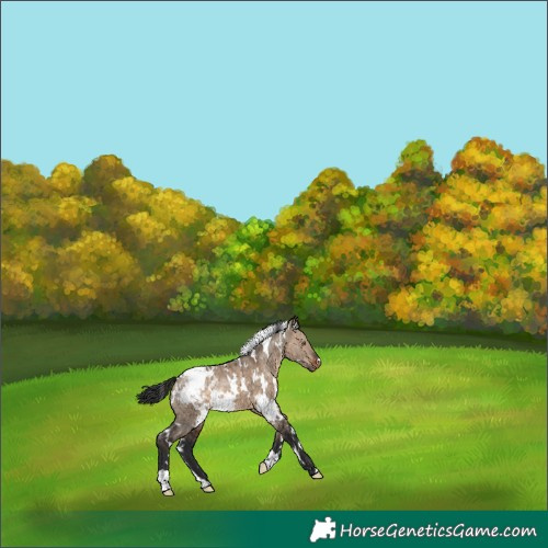 Horse Color:White Spotted Bay Dun Blanket Brindle 