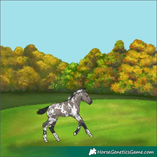 Horse Color:White Spotted Grullo 