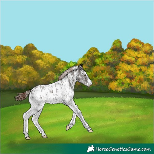 Horse Color:Liver Chestnut Sabino Near Leopard 