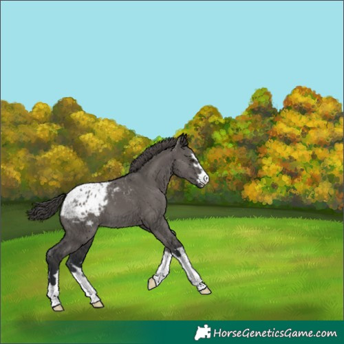 Horse Color:Grullo Appaloosa 