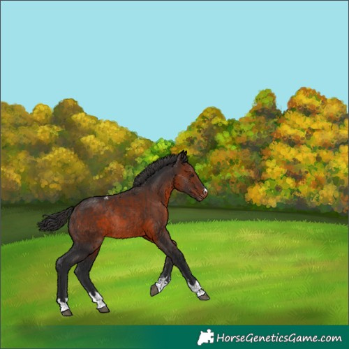 Horse Color:Brown Appaloosa Rabicano 