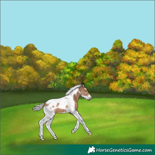 Horse Color:White Spotted Silver Brown Dun Splash Tobiano Frame 