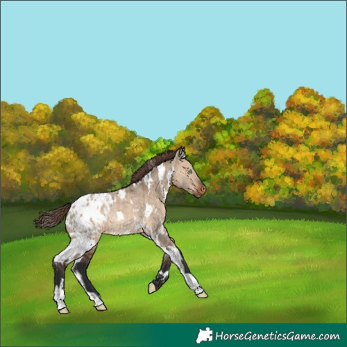 Horse Color:White Spotted Brown Dun Blanket Rabicano 