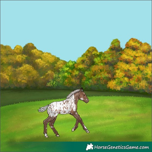 Horse Color:White Spotted Silver Black Appaloosa Rabicano 