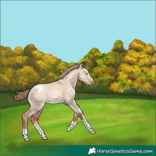 Horse Color:Gold Champagne Dun Appaloosa 