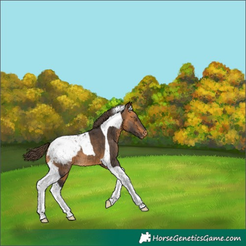 Horse Color:Buckskin Tobiano Snowcap
