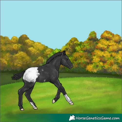 Horse Color:Black Appaloosa 