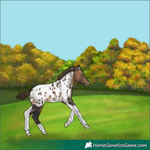 Horse Color:Buckskin Tobiano Near Leopard