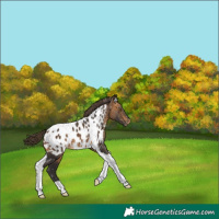 Horse Color:Buckskin Tobiano Near Leopard 