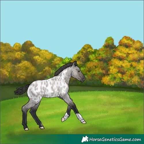 Horse Color:Grullo Roan Near Leopard 