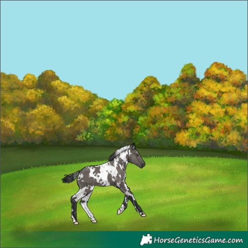 Horse Color:White Spotted Grullo 