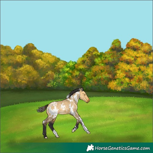 Horse Color:White Spotted Buckskin Dun 