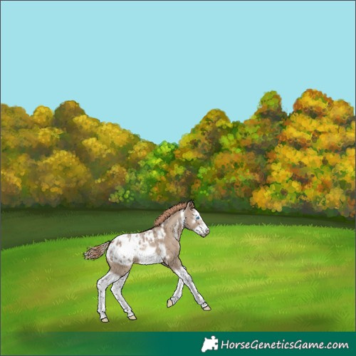 Horse Color:White Spotted Liver Red Dun Splash Frame Appaloosa 