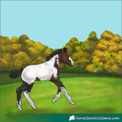 Horse Color:Brown Appaloosa 