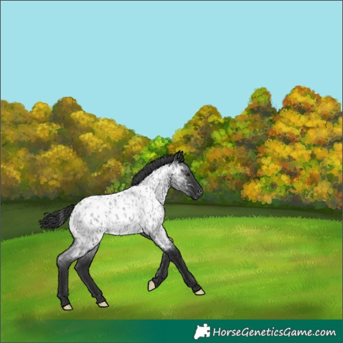 Horse Color:Blue Roan Appaloosa 