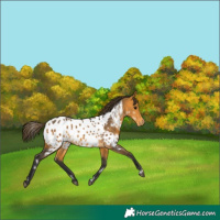 Horse Color:White Spotted Buckskin Near Leopard Rabicano 